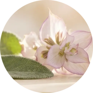 Beauty Bliss Meditation "Deine Mitte"